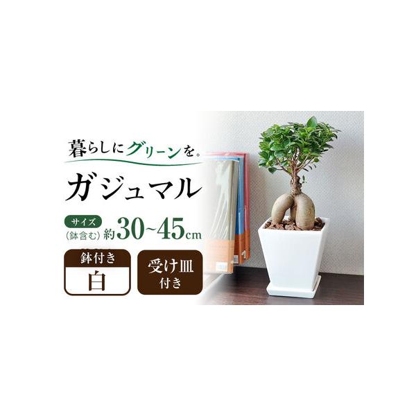 ■ 容量　観葉植物 ガジュマル　・ホワイトスクエア陶器鉢×1　・受け皿付き　・管理方法のメモ付き　　■商品全体の高さ(鉢含む)　約30cm - 45cm 前後　　■鉢　高さ: 約17cm　幅: 約17cm　　※±数cmほどの誤差がある場合が...