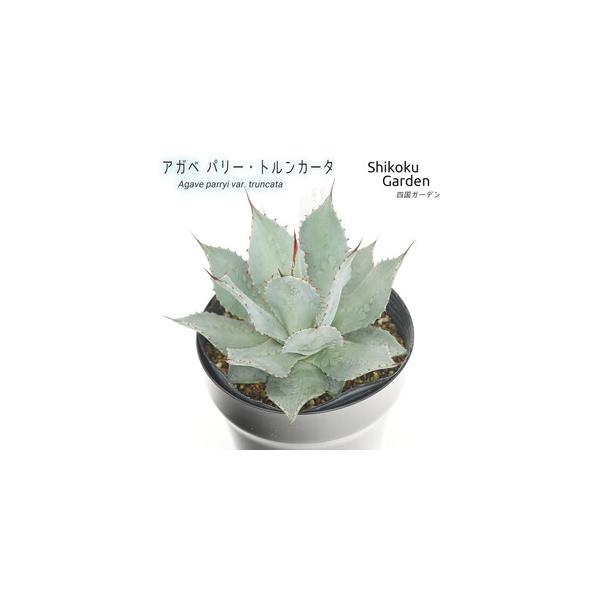 ふるさと納税 アガベ パリートルンカータ 5号黒鉢 四国ガーデン 人気