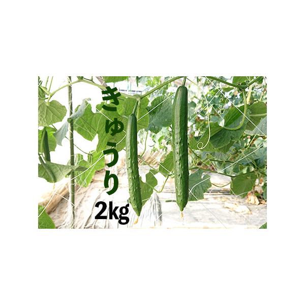 ■ 容量　きゅうり2kg(19本前後)■ 配送について　12月2日以降に申し込まれた方は令和8年2月1日〜令和8年6月20日に順次発送予定　※天候等の影響を受ける作物ですので発送が遅れることもあります。　タイプ：【常温】