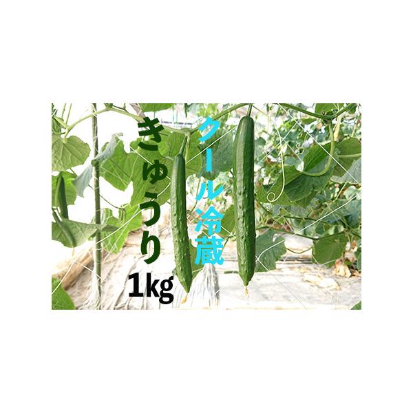 ■ 容量　きゅうり1kg(10本前後)■ 配送について　12月2日以降に申し込まれた方は令和8年2月1日〜令和8年6月20日に順次発送予定　※天候等の影響を受ける作物ですので発送が遅れることもあります。　タイプ：【冷蔵】