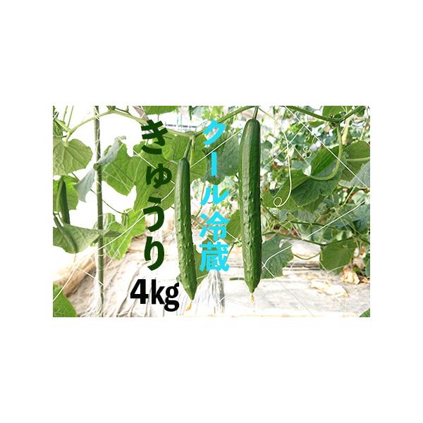 ■ 容量　きゅうり4kg(37本前後)■ 配送について　12月2日以降に申し込まれた方は令和8年2月1日〜令和8年6月20日に順次発送予定　※天候等の影響を受ける作物ですので発送が遅れることもあります。　タイプ：【冷蔵】