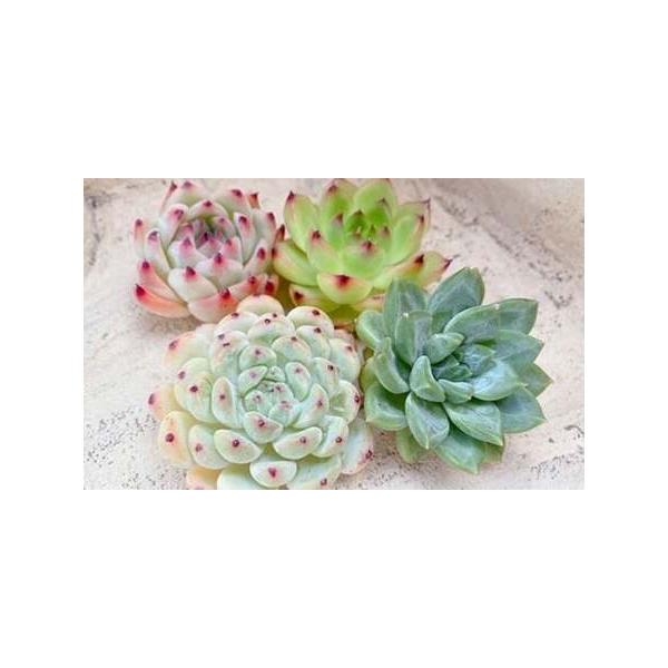 ■ 容量　多肉植物3〜4株　※大きさや品種により数量が変わります■ 配送について　寄附確認後、60営業日以内に発送予定 　年末年始（12月・1月）は寄附確認後、90営業日以内に発送予定 　※天候や発送状況により多少前後する場合がございますの...