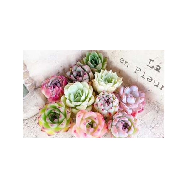 ■ 容量　多肉植物8〜10株　※大きさや品種により数量が変わります■ 配送について　寄附確認後、60営業日以内に発送予定 　年末年始（12月・1月）は寄附確認後、90営業日以内に発送予定 　※天候や発送状況により多少前後する場合がございます...