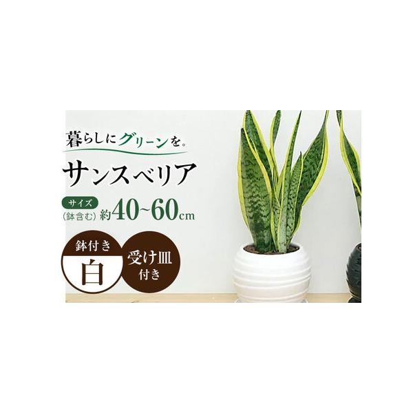 ■ 容量　観葉植物 サンスベリア　・陶器鉢×1　・受け皿付き　・管理方法のメモ付き　　■商品全体の高さ(鉢含む)　約40cm - 60cm 前後　　■鉢　高さ: 約15cm　幅: 約19cm　　※±数cmほどの誤差がある場合がございます。　...