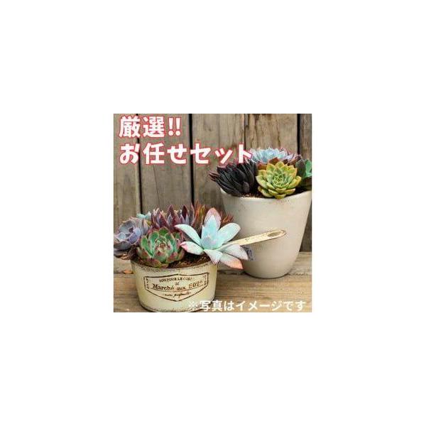 ■ 容量　14ポット■ 配送について　【通常】決済から20日以内に発送いたします。　【受付期間】　2025年4月1日〜　タイプ：【常温】