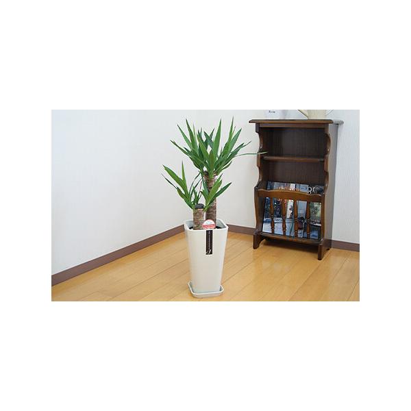 ■ 容量　ユッカ 6号 カラーポット 白　全体のサイズ：約65〜75cm　鉢のサイズ：W16cm、H28cm■ 配送について　寄附確認後、2025年10月上旬〜2026年5月上旬迄順次発送予定　　タイプ：【常温】