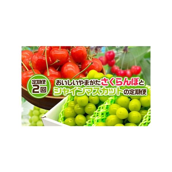 ■ 容量　【令和8年産】　　1回目：さくらんぼ佐藤錦 Lサイズ 約400g  (200g×2パック)  (6/10〜7/10) 冷蔵　　2回目：シャインマスカット 約1.3kg 2房 秀品 (10/1〜10/30) 冷蔵　　■ 配送について...