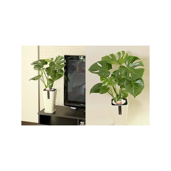 ■ 容量　モンステラ 6号 カラーポット 白　全体のサイズ：約60〜70cm　鉢のサイズ：W16cm、H28cm■ 配送について　寄附確認後、3月上旬より順次発送予定　※10月末までにお申し込みをされた方は、年内のお届けとなります。　※11...