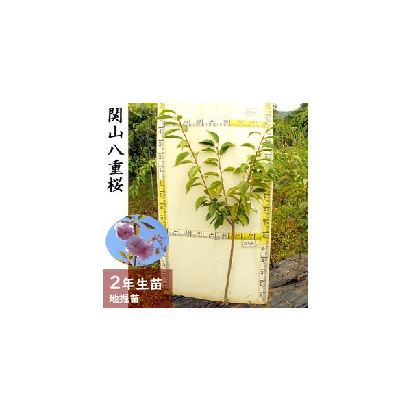 ■ 容量　サクラ(桜) 関山八重桜(カンザンヤエザクラ)[地掘苗 2024年]1苗■ 配送について　2025年11月中旬〜2026年4月下旬頃に順次発送予定