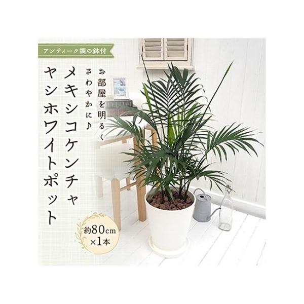 ふるさと納税 観葉植物 インテリア メキシコケンチャヤシ ホワイトポット 約80cm×1_花・観葉植物 観葉植物・苗木  _【配送不可地域：北海.. 京都府久御山町