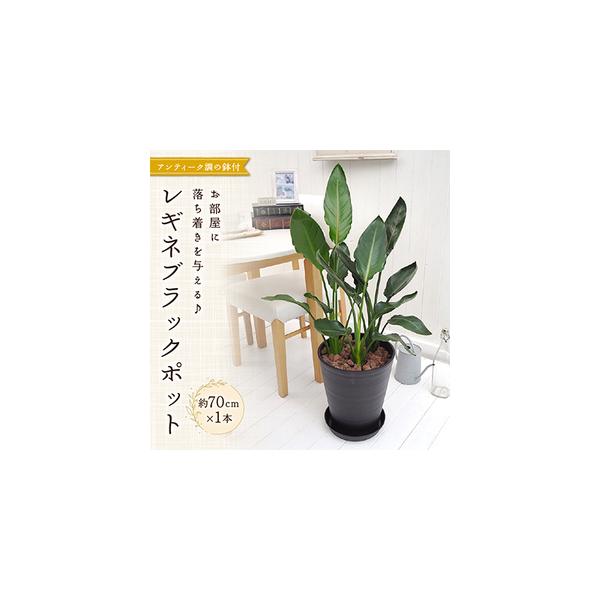 ■ 容量　※上記に記載■ 配送について　2026年2月より順次発送　タイプ：【常温】