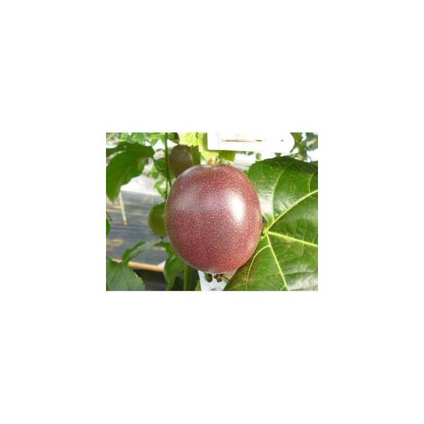 ■ 容量　※上記に記載■ 配送について　2026-06-15〜2026-07-22　タイプ：【常温】