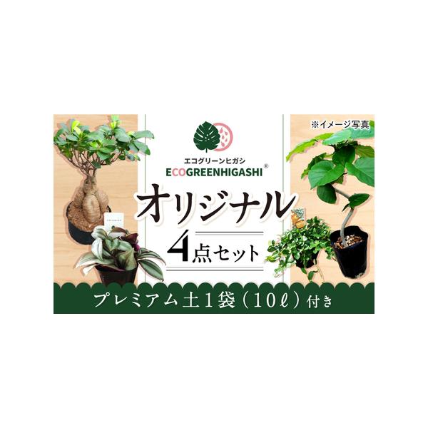 ふるさと納税 観葉植物4点セットで緑のある暮らし