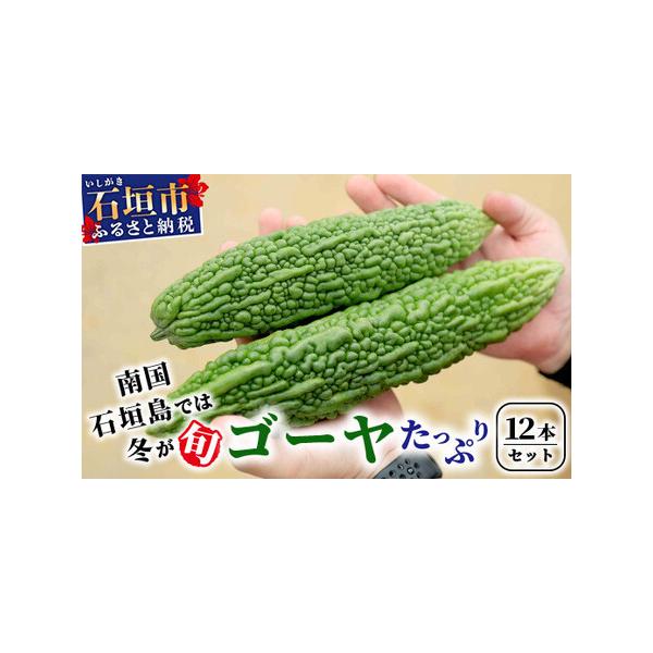 ■ 容量　朝採れ「ゴーヤ」12本■ 配送について　2026年1月上旬〜2026年2月中旬頃まで順次発送予定です。(都合により前後することがございます。)　タイプ：【冷蔵】