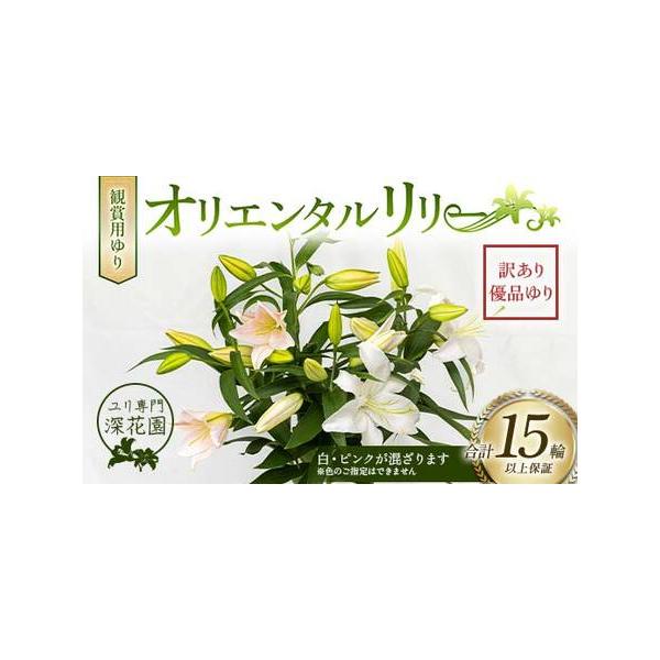 ■ 容量　訳あり優品ゆり （15輪以上保証）　色は白とピンクが混ざります。　※色のご指定はできません　※簡易包装でお届けします■ 配送について　2週間以内に発送　タイプ：【常温】