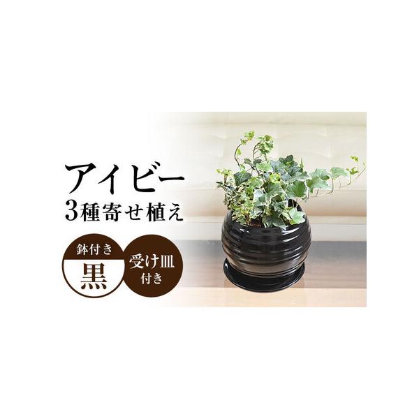 ■ 容量　観葉植物 アイビー ヘデラ 3種寄せ植え ボール形陶器鉢植え×1（黒）　受け皿付き　管理方法のメモ付き　　【商品サイズ】　商品全体(鉢含む)の高さ：約20cm - 約30cm前後　鉢の高さ: 約15cm 幅: 約18cm ※±数c...