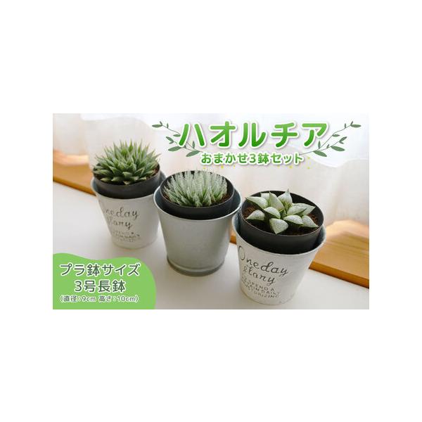 ■ 容量　10種類のハオルチアの中から農園おまかせにて、3鉢お届けします。　（プラネット・ブラーノ・ブラックベルディアナ・ピグマエア・ピクタ・カミンギー・寿（レツーサ）・オブツーサ・ライト二ィ・モンブラン）■ 配送について　7・8月以外　9...