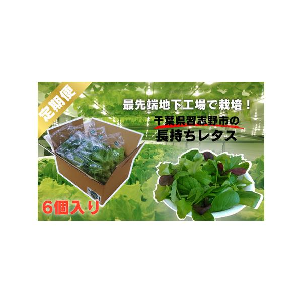 ■ 容量　【12か月定期便】　1か月ごとに2種×3袋(計6袋）お届けします。　スマシャキ、フレアベル、フリルアイスなどの品種になります。　※品種は予告なく変更になる場合があります。■ 配送について　ご寄附納入確認後、翌月に1回目を発送いたし...