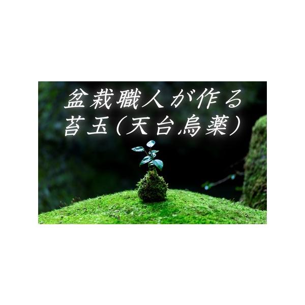 ■ 容量　苔玉：高さ20cm〜30cm　1個■ 配送について　ご寄付から１ヶ月以内に発送　タイプ：【常温】