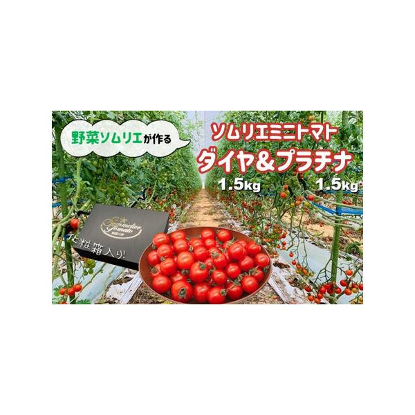 ■ 容量　ソムリエミニトマト　・プラチナ約1.5kg　・ダイヤ約1.5kg■ 配送について　2025年12月中旬〜2026年6月上旬の期間で発送します。　※返礼品の特性上、発送予定日が前後する場合がありますのでご了承ください。　タイプ：【常...