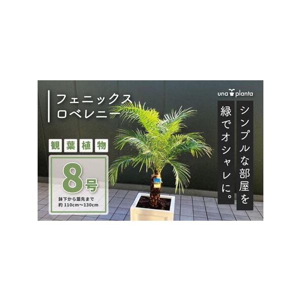 ■ 容量　１鉢■ 配送について　寄附完了から７日前後で発送　タイプ：【常温】
