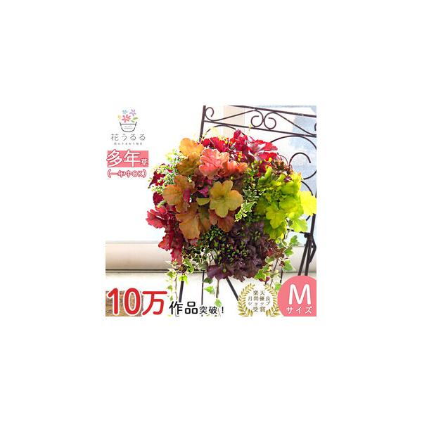 宿根草ハンギング寄せ植えMサイズのポイント解説