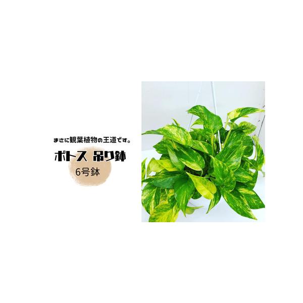 ■ 容量　６号吊り鉢 1個　■ 配送について　決済確認から14日以内に発送　※冬季の発送につきましては配送中寒さで植物が痛む可能性があるため,暖かくなる（３月〜４月以降）の発送となりますのでご注意のうえご注文下さい。　タイプ：【常温】