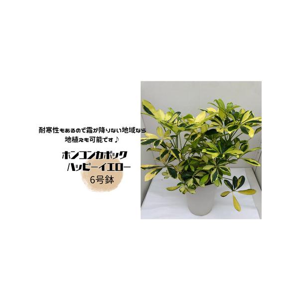 ■ 容量　6号鉢　1個　■ 配送について　決済確認から14日以内に発送　※冬季の発送につきましては配送中寒さで植物が痛む可能性があるため,暖かくなる（３月〜４月以降）の発送となりますのでご注意のうえご注文下さい。　タイプ：【常温】