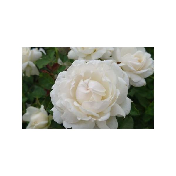 ■ 容量　バラの苗木、6号(18cm)ポット植え　■ 配送について　2025年12月上旬〜2026年6月中旬　　タイプ：【常温】