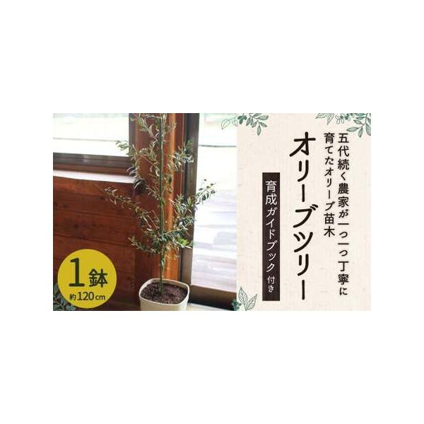 ■ 容量　・オリーブ×1 （120cm前後） 　・育成ポット 　・ガイドブック×1 　　※110cm〜150cm(ポット込み)の苗木になります。 　※150cm以上の苗木をお送りする場合がございます。 　150cm以下をご希望の方は備考欄に...