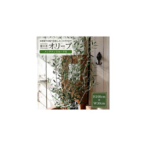 ■ 容量　■オリーブ(観葉植物)1鉢：高さ約100cm×幅約30cm　　　　　　■メンテナンスカード付き　　　　　　※植物のため高さやボリュームなど異なる場合があります。■ 配送について　決済から1ヶ月程度で発送　タイプ：【常温】