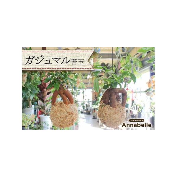 ■ 容量　ガジュマル 苔玉×1　■ 配送について　決済確認から7日以内に発送　　タイプ：【常温】