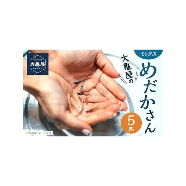 ■ 容量　観賞魚(改良めだかさん)：5匹■ 配送について　寄附確認後、20営業日以内に発送予定　年末年始（12月・1月）は寄附確認後、30営業日以内に発送予定　※天候や発送状況により多少前後する場合がございますので、予めご了承ください。　タ...