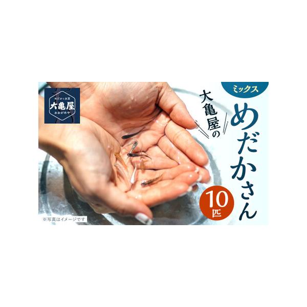 ■ 容量　観賞魚(改良めだかさん)：10匹■ 配送について　寄附確認後、20営業日以内に発送予定　年末年始（12月・1月）は寄附確認後、30営業日以内に発送予定　※天候や発送状況により多少前後する場合がございますので、予めご了承ください。　...