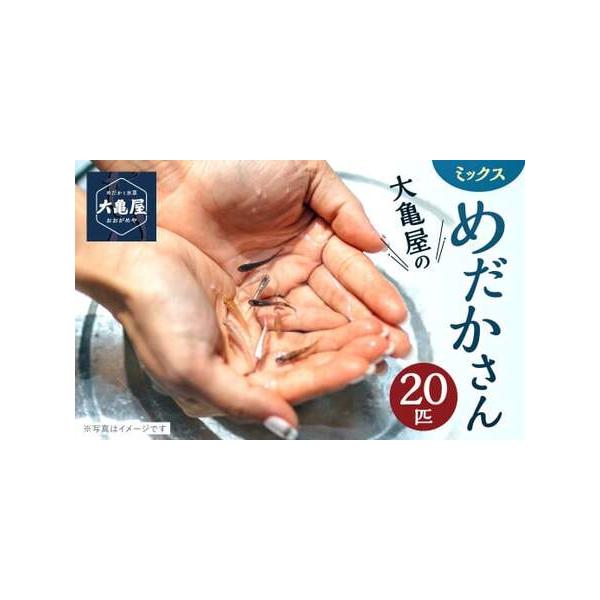 ■ 容量　観賞魚(改良めだかさん)：20匹■ 配送について　寄附確認後、20営業日以内に発送予定　年末年始（12月・1月）は寄附確認後、30営業日以内に発送予定　※天候や発送状況により多少前後する場合がございますので、予めご了承ください。　...