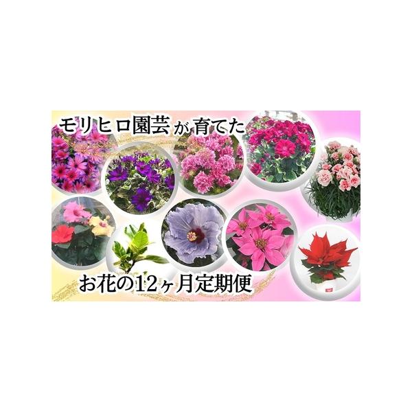 ■ 容量　1月　サイネリア　ティアシリーズ　3鉢（5号）・かご入　2月　サイネリア「天使のエール」2鉢（5号）・かご入、富貴桜「なごり雪」2鉢（5号）・かご入　3月　富貴桜「さくやひめ」2鉢（5号）・かご入　4月　カーネーション　赤・ピンク...