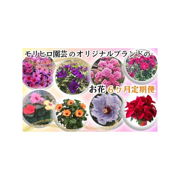 ■ 容量　1月　サイネリア　ティアシリーズ　4鉢（5号）・かご入　2月　サイネリア「天使のエール」2鉢（5号）・かご入、富貴桜「なごり雪」2鉢（5号）・かご入　3月　富貴桜「さくやひめ」2鉢（5号）・かご入　6月　ハイビスカス　赤・黄・ピン...