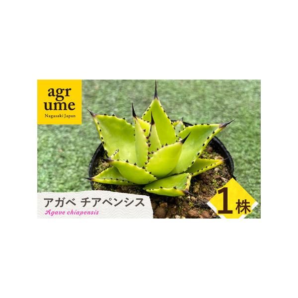 ■ 容量　アガベ チアペンシス 1株■ 配送について　【年末年始の申込増加に伴い、当自治体の返礼品は、表示の納期よりも1ヶ月程度発送が遅れる場合がございます】　ご入金確認後14日以内に発送　※発送時期指定不可の返礼品です。お届け時期や平日・...