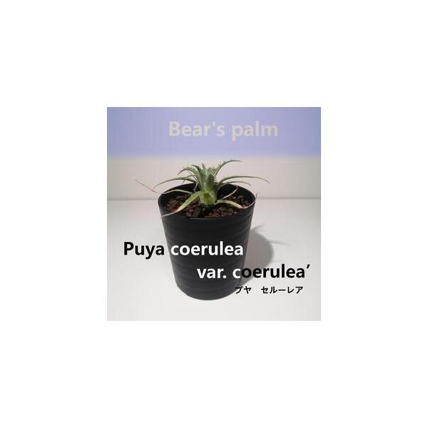 ■ 容量　プヤセルーレア　鉢底からの高さ8cm-12cm■ 配送について　入金確認後、1週間以内に発送いたします。　タイプ：【常温】