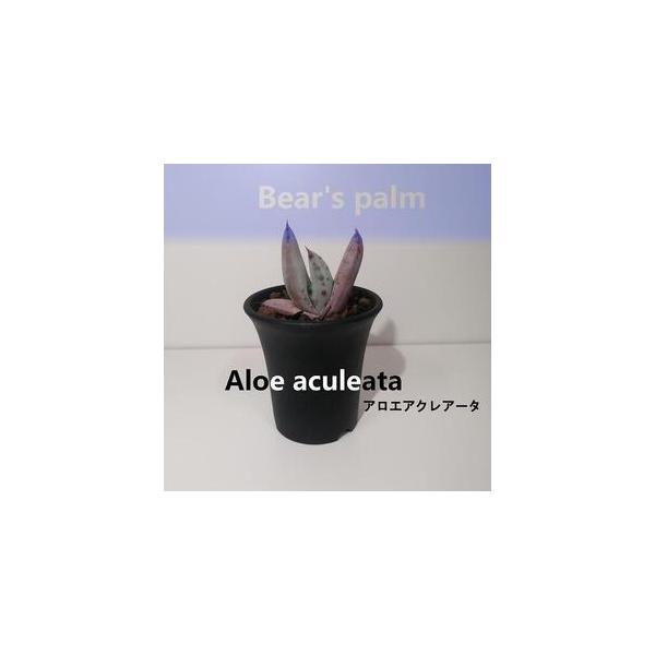 ■ 容量　アロエアクレアータ　鉢底からの高さ10cm-15cm■ 配送について　入金確認後、1週間以内に発送いたします。　タイプ：【常温】