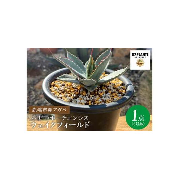 ふるさと納税 鹿嶋市産アガベ！パリー・ホーチエンシス『ウェイクフィールド』【観葉植物 自然 お庭 インテリア 多肉 アガベ 5号 鉢 ナチュラル .. 茨城県鹿嶋市