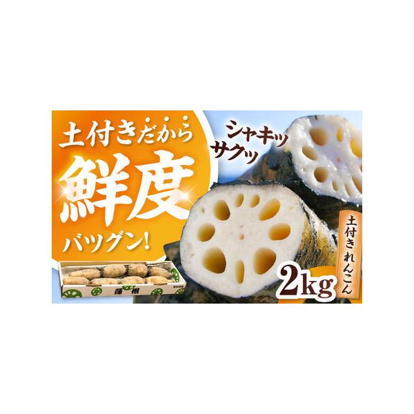 ■ 容量　土付き蓮根 2kg　化粧箱入り　※鮮度を保つため、れんこんは泥付きの状態でお送りします。新鮮なれんこんをお楽しみください。■ 配送について　毎年10月から翌年4月頃に順次発送いたします。　■期間中のお申し込み：ご入金確認後、2週間...