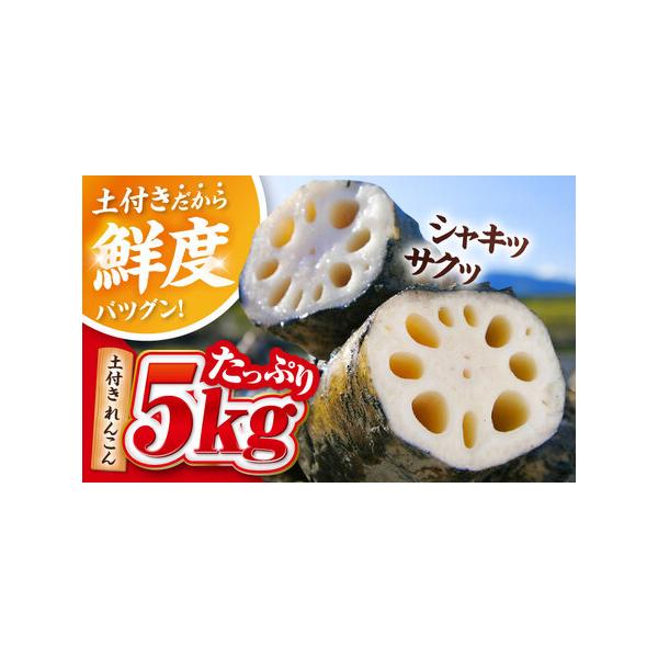 ■ 容量　土付き蓮根 5kg　化粧箱入り　※鮮度を保つため、れんこんは泥付きの状態でお送りします。新鮮なれんこんをお楽しみください。■ 配送について　毎年10月から翌年4月頃に順次発送いたします。　■期間中のお申し込み：ご入金確認後、2週間...