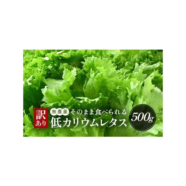 ■ 容量　■ 内容量等　低カリウムレタス ×　約500g　産地：福井県美浜町　■ 原材料　低カリウムレタス　■ 本品に含まれるアレルギー表示28品目　なし　■ 消費期限等　出荷日より14日以内（冷蔵保存時）　■ 備考　※在庫ができ次第の発送...