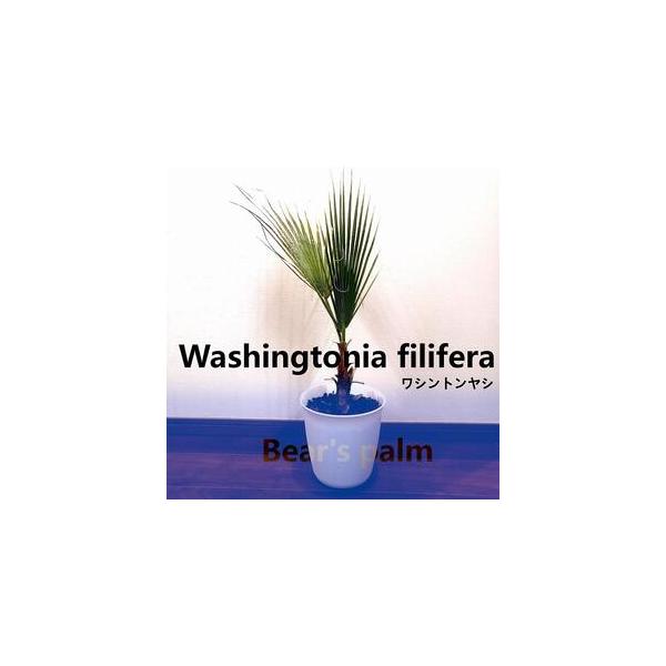 ■ 容量　ワシントンヤシ　鉢底からの高さ70cm-90cm■ 配送について　入金確認後、1週間以内に発送いたします。　タイプ：【常温】