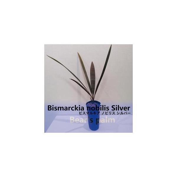 ■ 容量　ビスマルキアノビリスシルバー　鉢底からの高さ50cm-70cm■ 配送について　入金確認後、1週間以内に発送いたします。　タイプ：【常温】