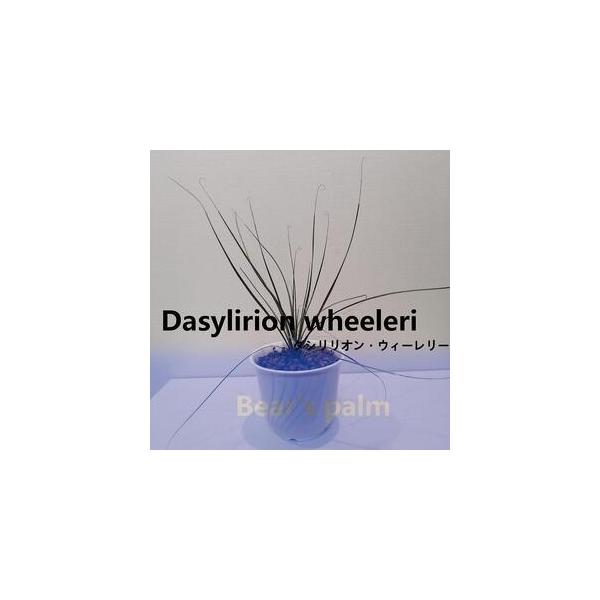 ■ 容量　ダシリリオンウィーレリー　鉢底からの高さ40cm-60cm■ 配送について　入金確認後、1週間以内に発送いたします。　タイプ：【常温】