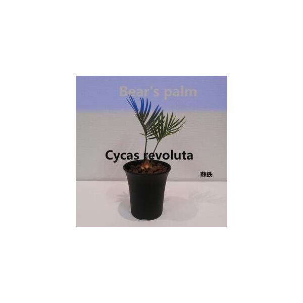 ■ 容量　蘇鉄　鉢底からの高さ20cm-30cm■ 配送について　入金確認後、1週間以内に発送いたします。　タイプ：【常温】