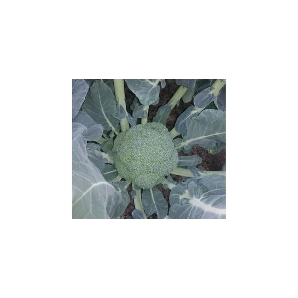 ■ 容量　約2kg　■ 配送について　2026年2月上旬以降順次発送予定　※生育状況により出荷が前後する場合がございます。　※発送までに時間がかかる場合がございます。　タイプ：【冷蔵】