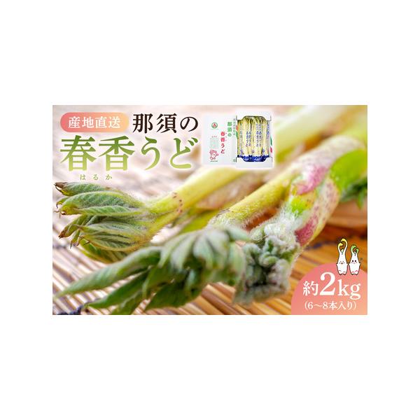 ■ 容量　那須の春香うど　約2kg（6〜8本入り）　1箱■ 配送について　2026年1月中旬頃〜2026年2月中旬頃　タイプ：【冷蔵】